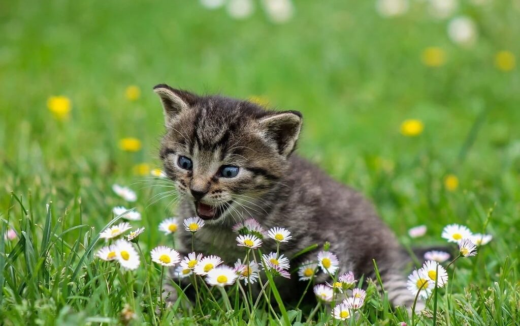 Les bases de l&rsquo;hygiène bucco-dentaire des chats