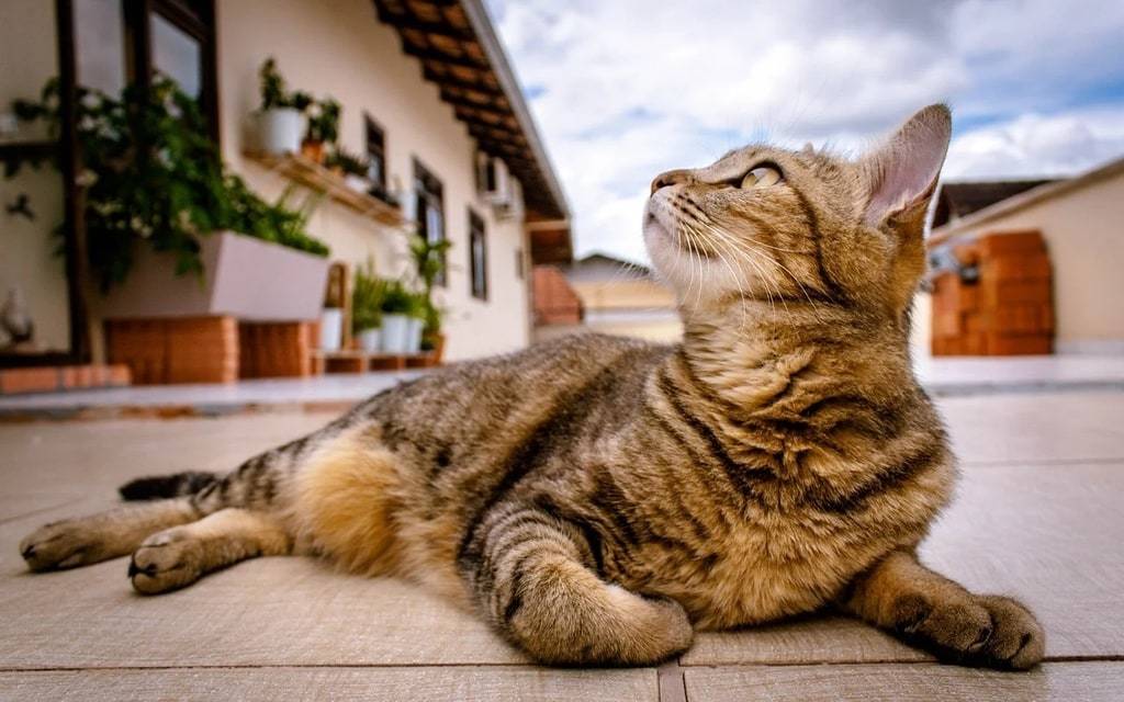 Les bases de l'hygiène bucco-dentaire des chats